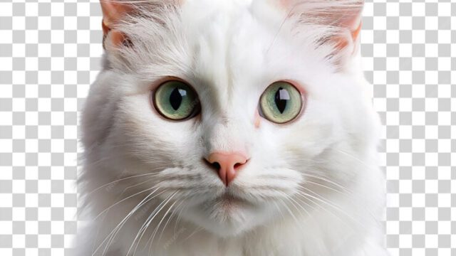 portrait-white-cat-isolated-transparent-background_838900-47981