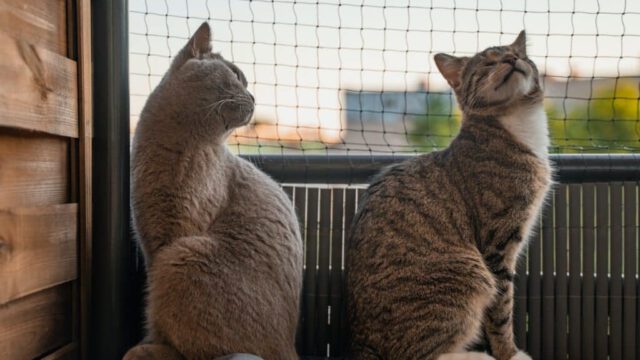 two-cats-on-the-balcony-infront-of-a-cat-net-1024×682-1